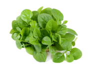Baby Spinach (Italy)